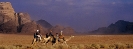 Camels in the Desert - Wadi Rum Desert Tours