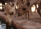 Camels Drinking - Wadi Rum Desert Tours