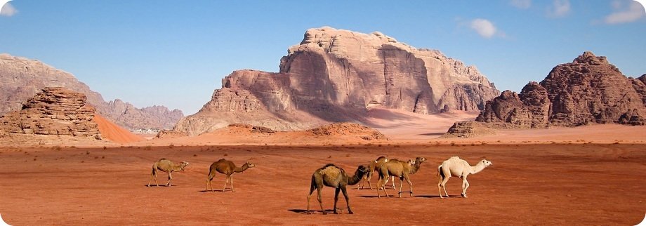 Wadi Rum Desert Tours Camel Tours