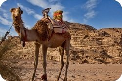 rsz camels wadi rum 8